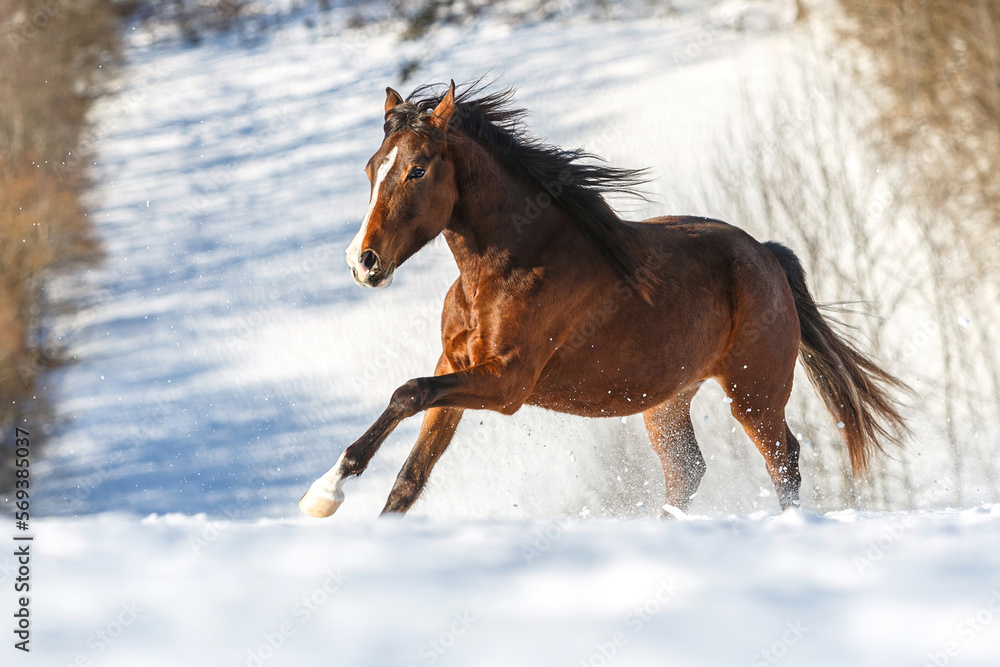 Portrait of a young brown arab x berber horse galloping across a snowy winter paddock outdoors Portrait of a young brown arab x berber horse galloping across a snowy winter paddock outdoors