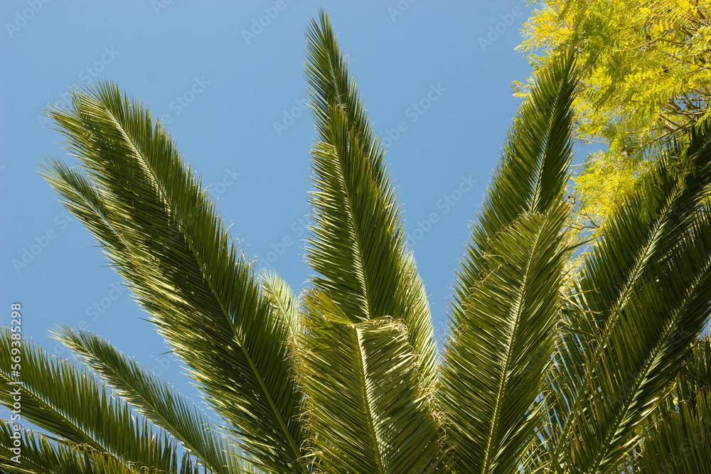 Palmeras Palmeras