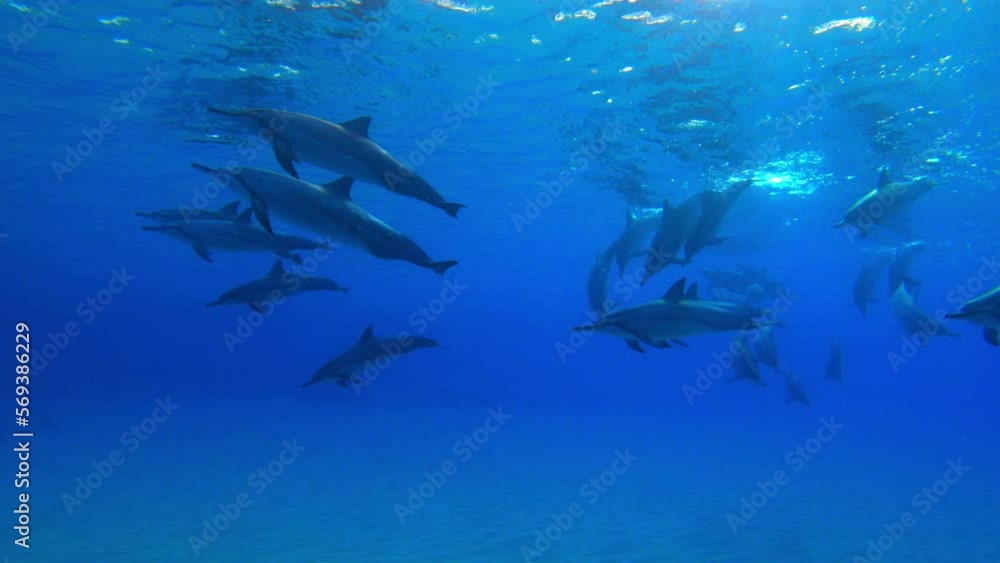 Pod Of Dolphins Swimming Together In Blue Sea - Oahu, Hawaii Pod Of Dolphins Swimming Together In Blue Sea - Oahu, Hawaii