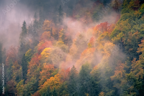 Colorful misty Autumn in Bavarian Forest at evening, Berchtesgaden, Germany