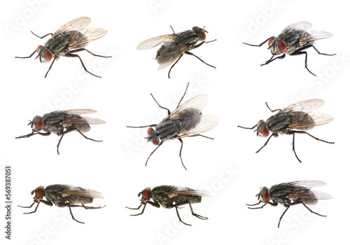 Collage with common black flies on white background