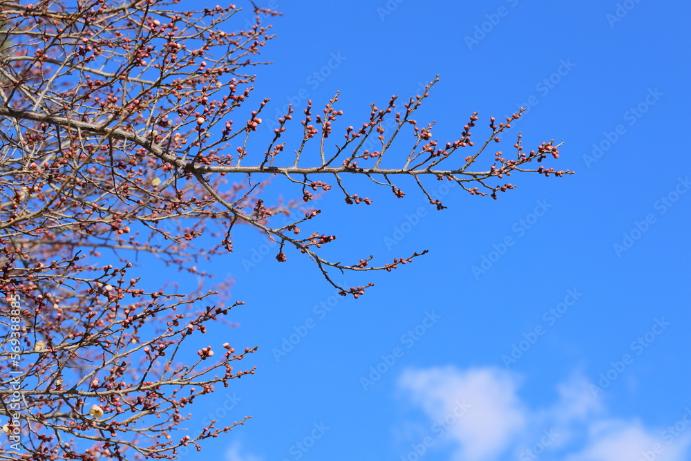 Obraz premium 開花間近の白梅のつぼみ