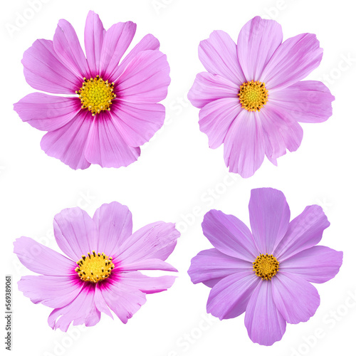 Cosmos flower isolated on transparent background PNG file.