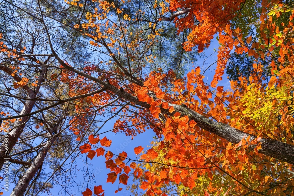 青空バックに見上げるきれいに色づいた紅葉情景