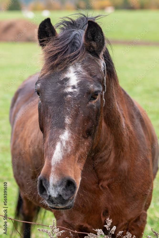 Obraz premium A chestnut brown headshot of a horse with a white face and pointy ears. The large animal is standing in a grassy field with a red barn in the background. The horse has a long black mane and eyes.