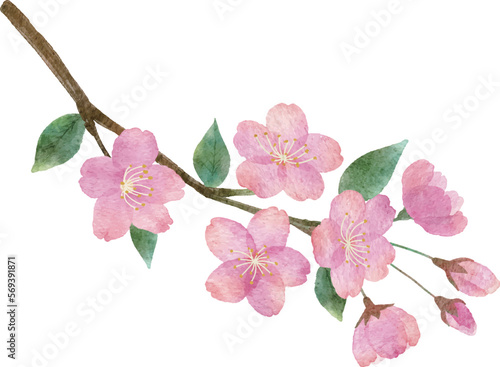 桜の花と枝と葉っぱの手書きの水彩画イラストパーツ