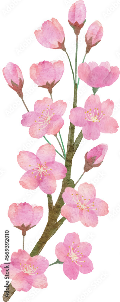  桜の花と枝の手書きの水彩画イラストパーツ