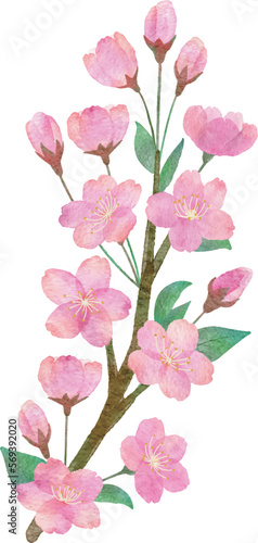  桜の花と枝と葉っぱの手書きの水彩画イラストパーツ