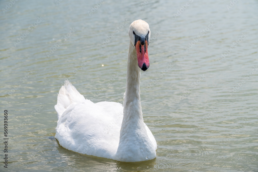 Fototapeta premium Graceful white Swan swimming in the lake, swans in the wild. Portrait of a white swan swimming on a lake.