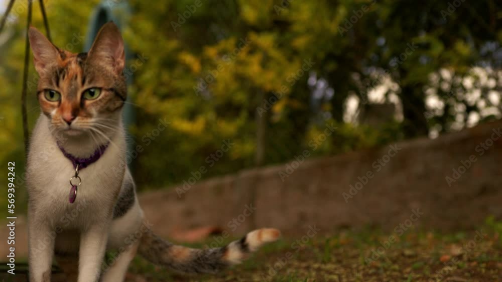 Calico cat in the grass looking at the camera Calico cat in the grass looking at the camera