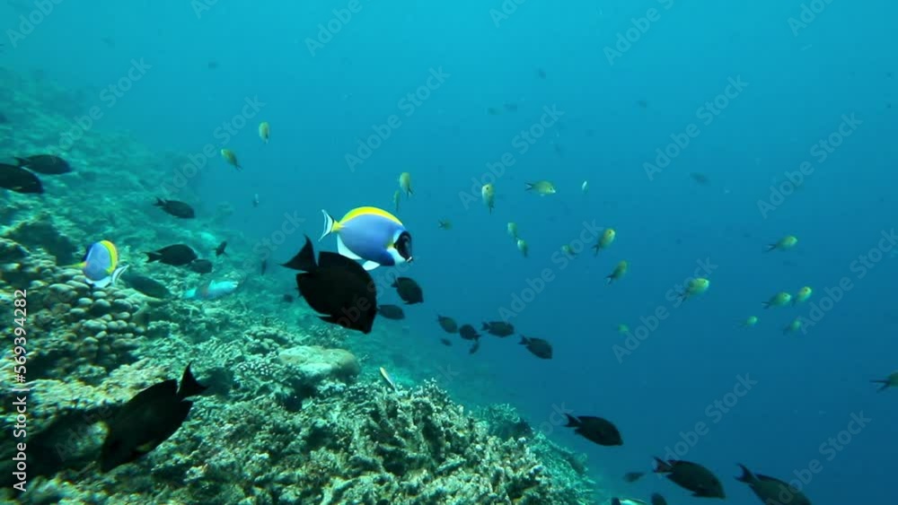 Slow Motion Small School Of Fish Swimming Over Coral Underwater - Thulusdhoo, Maldives Slow Motion Small School Of Fish Swimming Over Coral Underwater - Thulusdhoo, Maldives