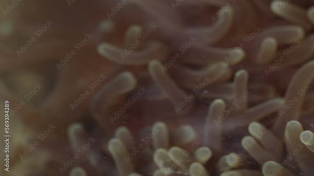 Animal species are invertebrates, found in the tide of the sea. Animal species are invertebrates, found in the tide of the sea.