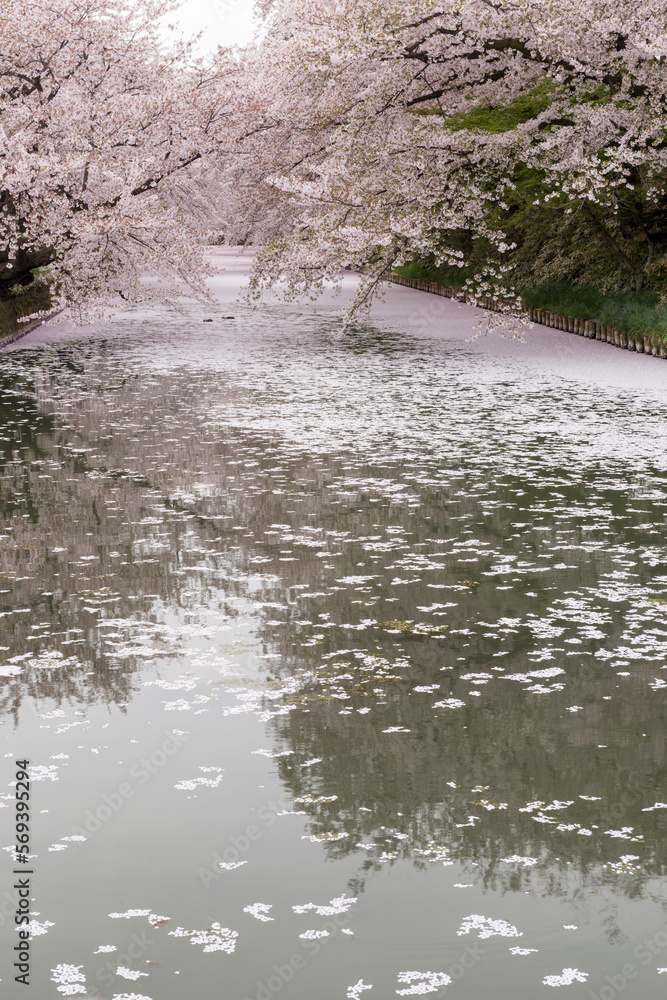 Obraz premium 散り桜のイメージ