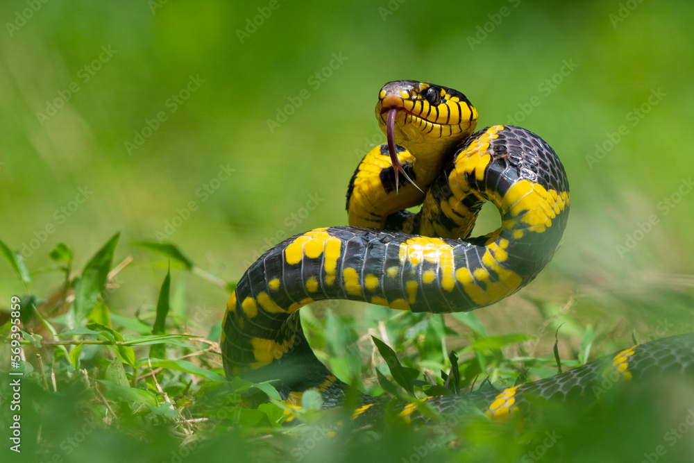 A mangrove cat snake Boiga dendrophila coiling its body on attacking position over the ground with shallow depth of field A mangrove cat snake Boiga dendrophila coiling its body on attacking position over the ground with shallow depth of field