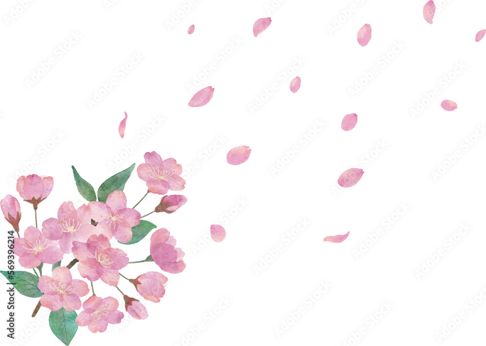  桜の花と綺麗に舞い散る桜の花びらの透明背景の水彩画イラスト