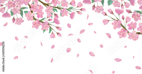  桜の花と綺麗に舞い散る桜の花びらの透明背景の水彩画イラスト