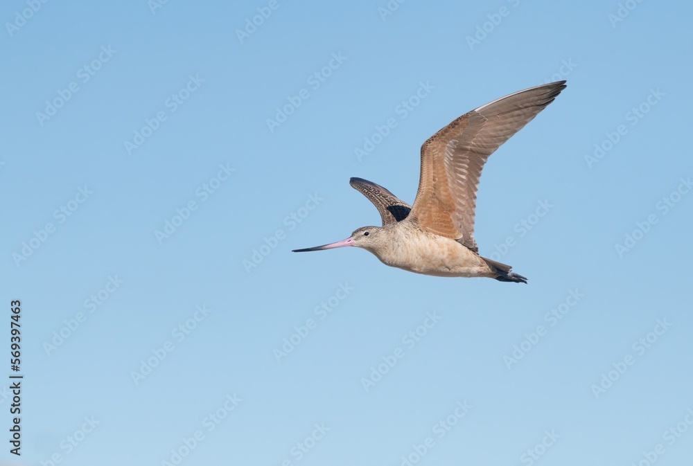 Obraz premium Marbled godwit in flight against a clear blue sky at Huntington Beach, California