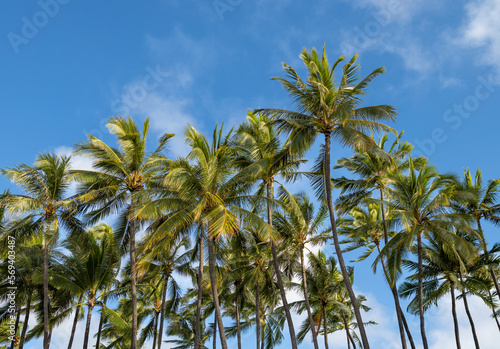 Palm Trees Against Blue Sky in Hawaii.