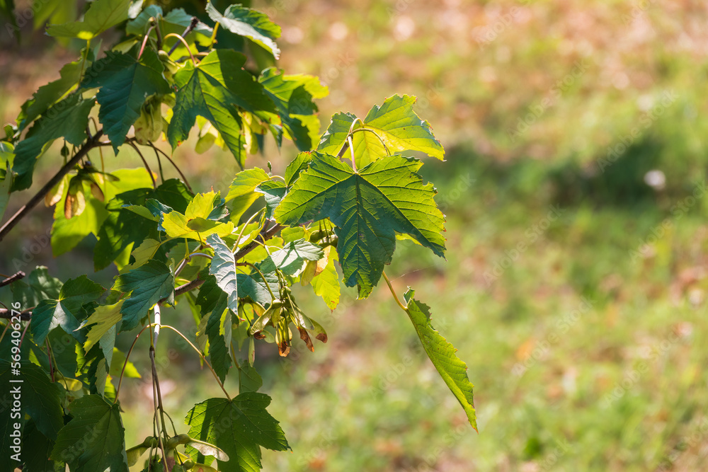 Summer branches of maple tree with green leaves and seeds Summer branches of maple tree with green leaves and seeds