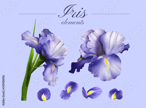 Purple Iris flower element set.