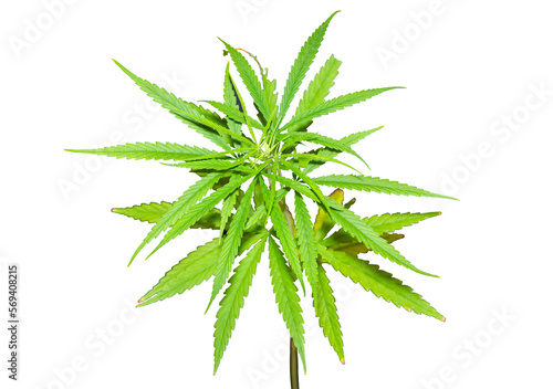 marijuana leaf isolated on white