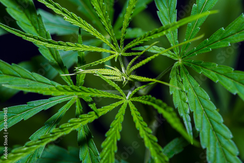 marijuana cannabis Sativa plant has cannabinoids are delta-9-tetrahydrocannabinol (THC) and cannabidiol (CBD).