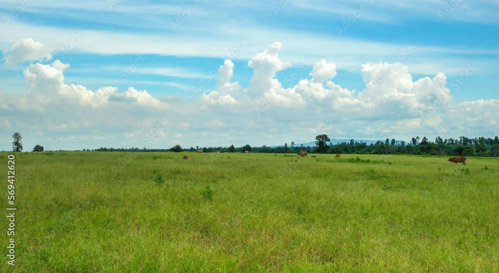 A wide open green field with cows grazing against a bright sky with clouds. A wide open green field with cows grazing against a bright sky with clouds.