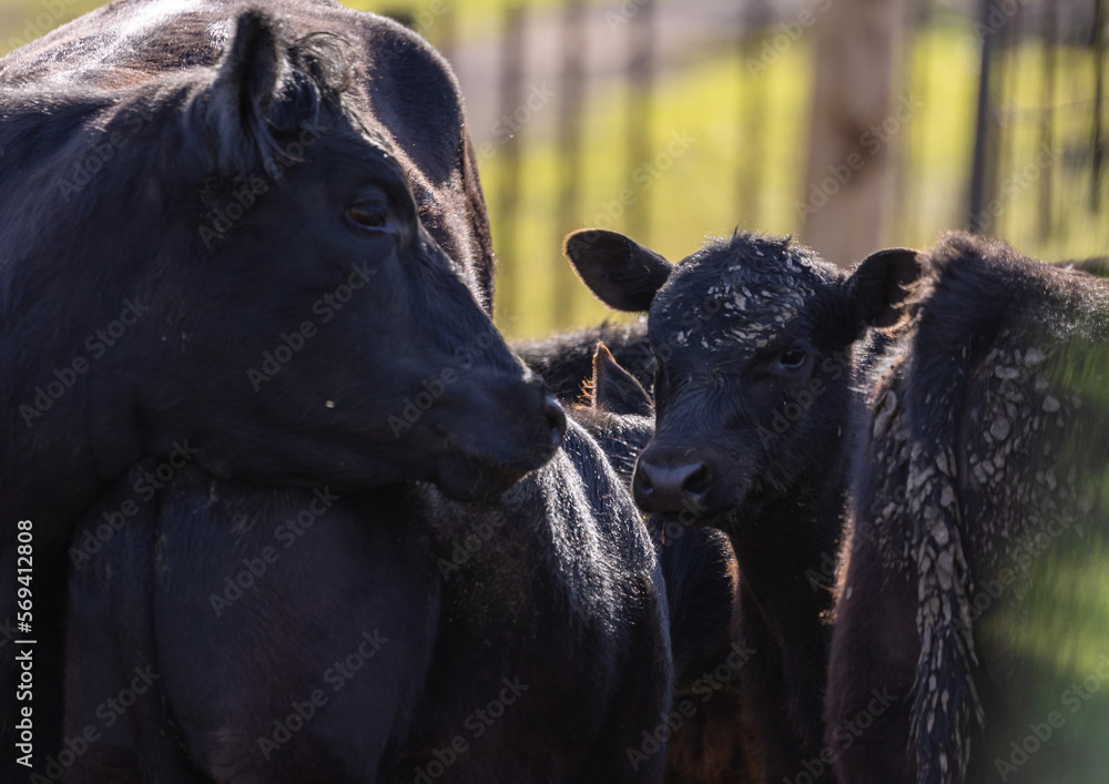Fototapeta premium Baby Black Angus Cow, Regenerative High Density