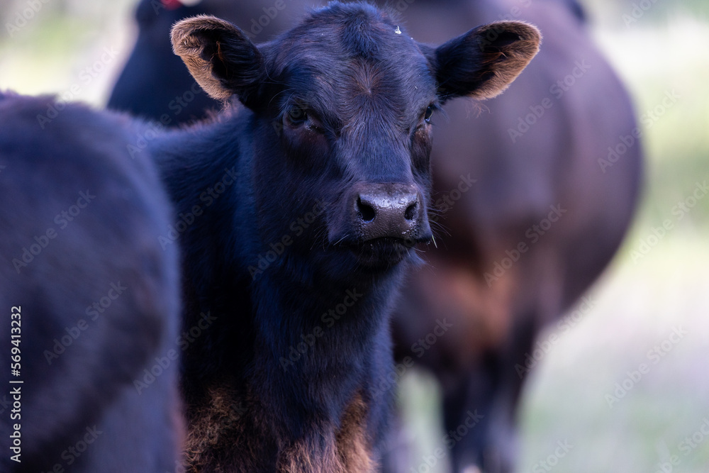 Cattle in Santa Barbara County