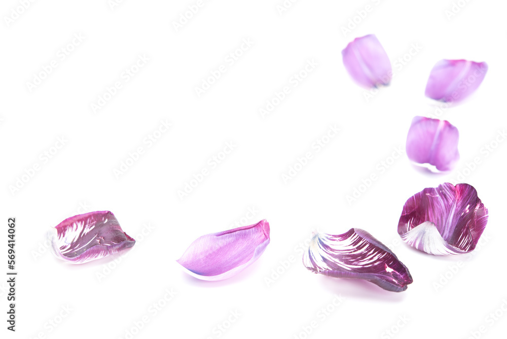 Fresh tulip petal isolated on white background with copy space. Spring flower Fresh tulip petal isolated on white background with copy space. Spring flower