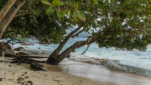 Tropical trees bent over the turquoise ocean. Exposed roots protrude above the sand. Waves are foaming on the beach.  Boulders are scattered in the water. Seychelles. Mahe.