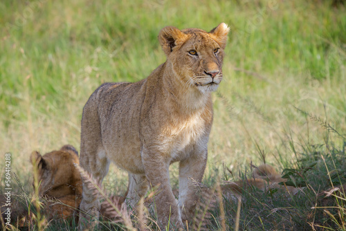 Alert Lioness, Masai Mara, Kenya