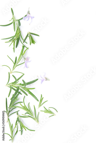 Rosemary sprig flowering isolated on white background. Aromatic evergreen shrub