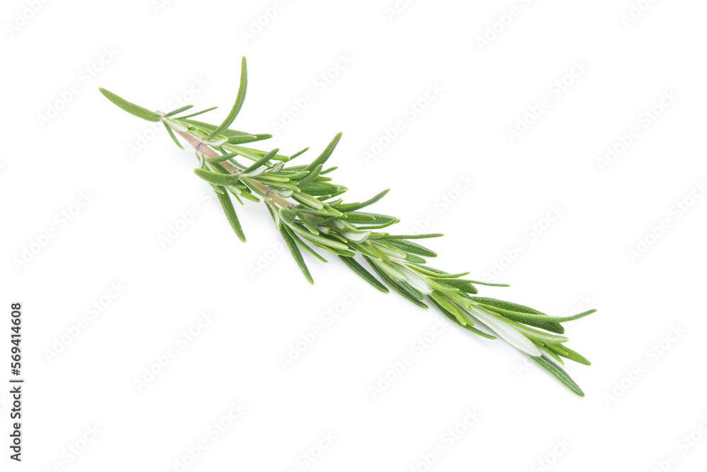 Fototapeta premium Branch of rosemary isolated on white background