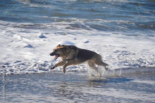 German Shepherd dog running playing and splashing through the ocean waves along the beach, happy active  summer © Alexandra