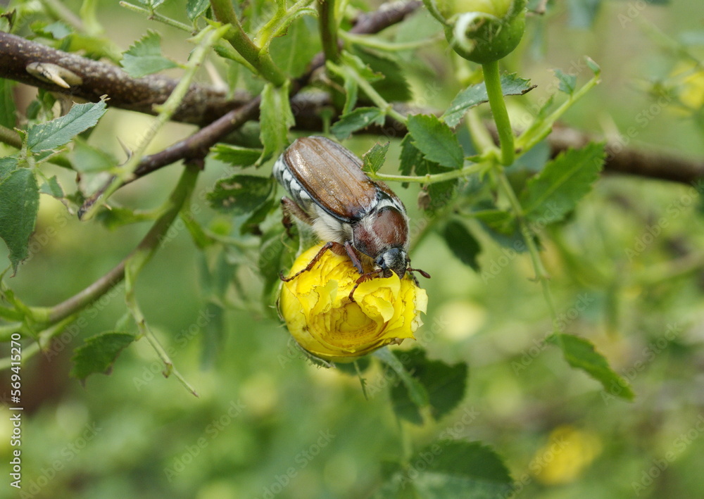 A May bug sits on a yellow rose. Ryazan region. Russia A May bug sits on a yellow rose. Ryazan region. Russia