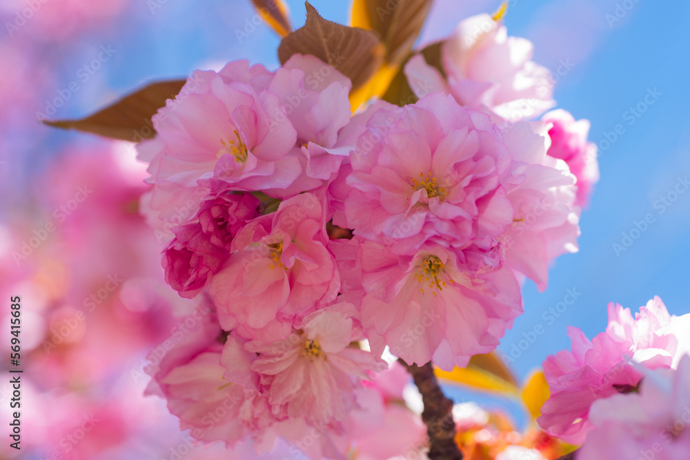 Close up sakura, spring cherry blossom. Sakura pink flowers on sunny backdrop. Spring background with a branch of blooming sakura. Sakura flower spring blossom background. Spring bloom. Close up sakura, spring cherry blossom. Sakura pink flowers on sunny backdrop. Spring background with a branch of blooming sakura. Sakura flower spring blossom background. Spring bloom.