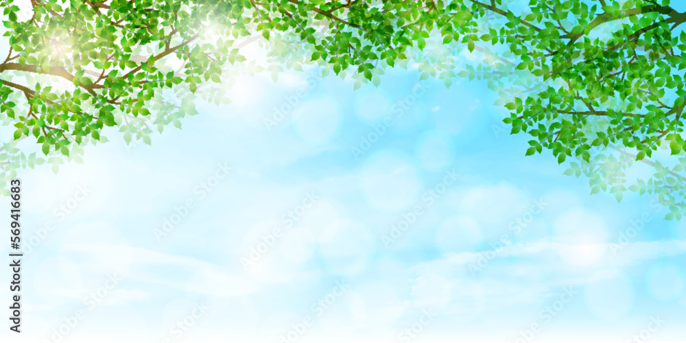 Fototapeta premium 新緑 葉 風景 背景
