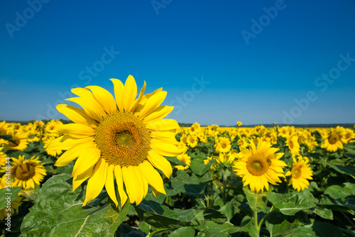 Sunflower field with cloudy blue sky