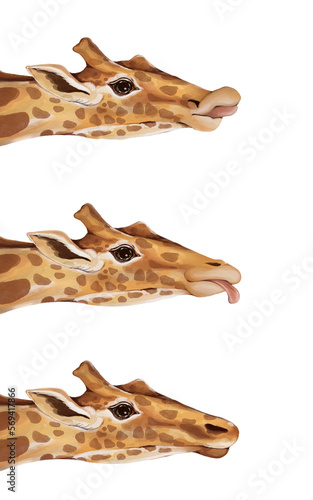 Three giraffe faces watercolor painting sticking out their tongues white background hand drawn.