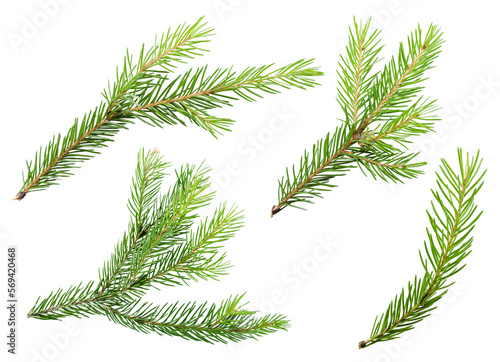Spruce pine branches isolated on transparent background png cliparts
