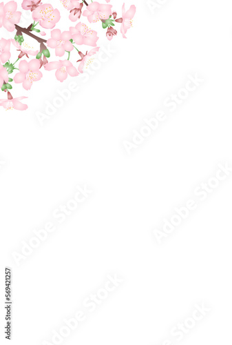 白背景にグラデーションで立体的な桜の花のベクターイラスト はがきサイズ縦型