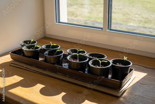 Sprouts of cucumbers and tomatoes in containers on the windowsill at sunny day. Home seedling, selective focus