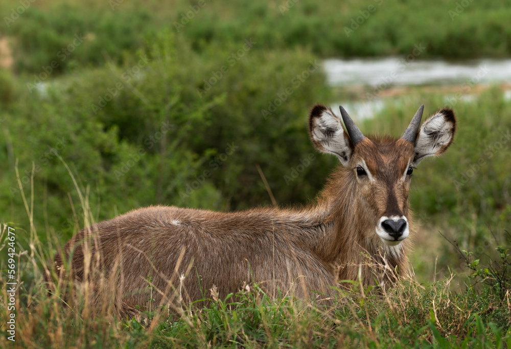Young male waterbuck in the Kruger National Park, South Africa Young male waterbuck in the Kruger National Park, South Africa