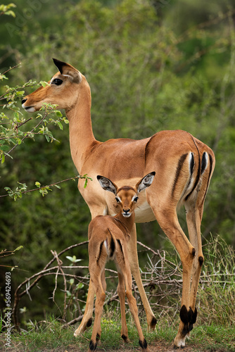 Female impala and her calf, Kruger National Park, South Africa