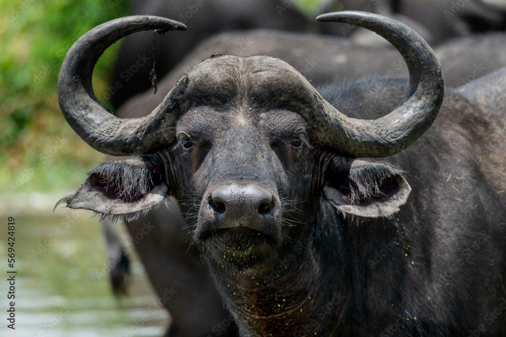 Naklejka premium Closeup of Cape buffalo in the Rietvlei Nature Reserve, South Africa
