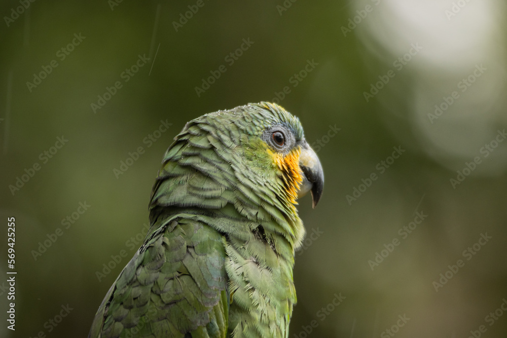 Colorful Amazon parrots rescued from illegal wildlife trade Colorful Amazon parrots rescued from illegal wildlife trade