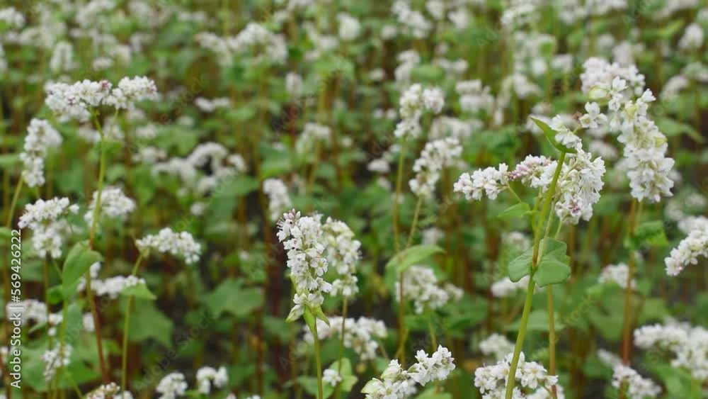 Growing buckwheat on a farm field. Bees fly. Growing buckwheat on a farm field. Bees fly.