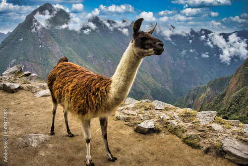 A Llima stands up on Machu Picchu, a great Inka civilization under the blue sky