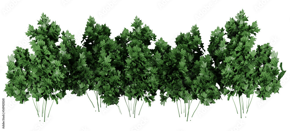 Fototapeta premium Parsley plant on transparant background, 3d render illustration.